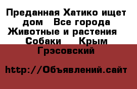 Преданная Хатико ищет дом - Все города Животные и растения » Собаки   . Крым,Грэсовский